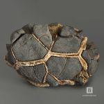 Септария